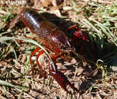 Procambarus clarkii